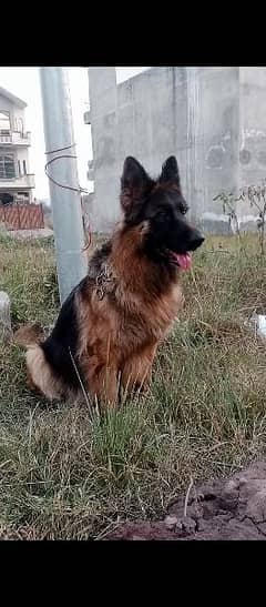 German shepherd best sale female olx