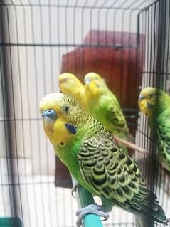 Cute Australian Parrot's