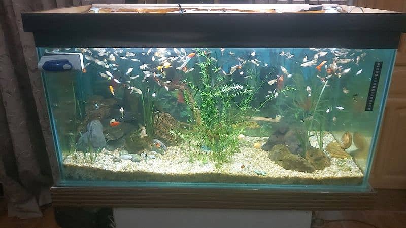fish glass aquarium for sale ful setup 2