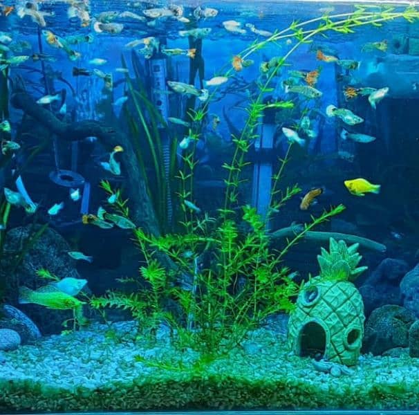 fish glass aquarium for sale ful setup 9