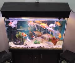 Complete setup Fish Aquarium with Fishes