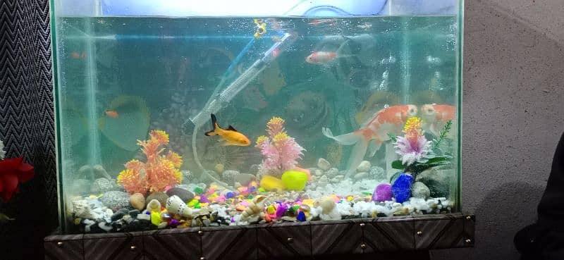 Aquarium with fishes 2/2 3