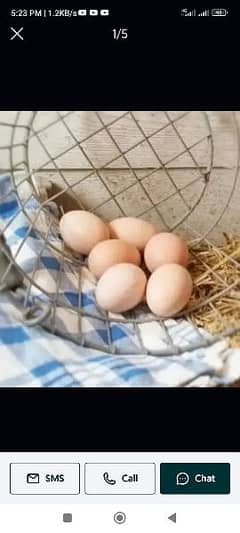 Fertile Eggs of Australorp