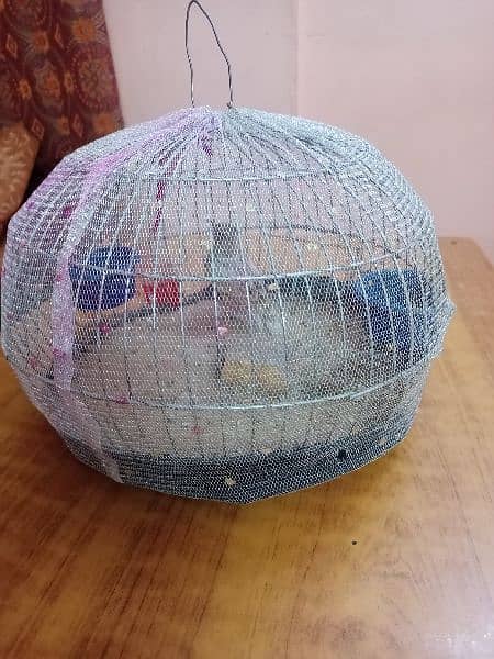 Crusted skylark jal / Chandool Singing bird 3
