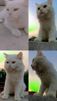 Persian male cat 0