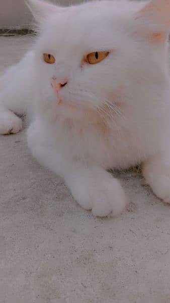 Persian male cat 1