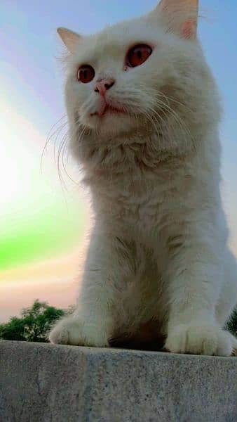 Persian male cat 3