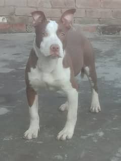 Pitbull hulk hot sale olx