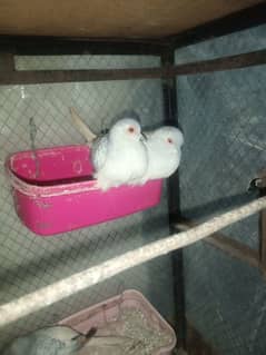 1 pair dimand dove for sale