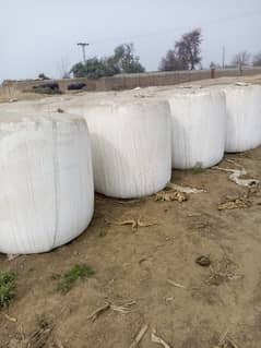 Silage|Corn Silage|Corn Silage Bales