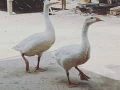 duck pair 0