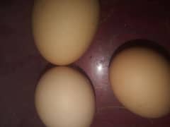rir fertile&chicks eggs 0