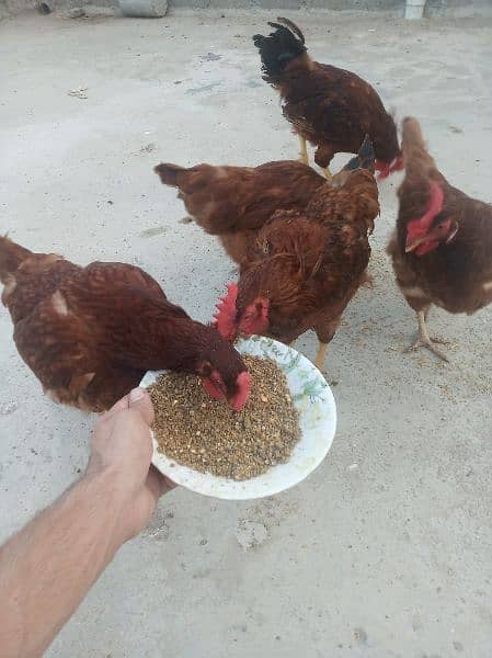 rir fertile&chicks eggs 3