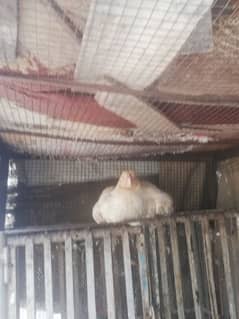 aseel indian mianwali breed cock and hens price range from 7k to 3k