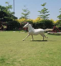 Pure white nukra horse for sale
