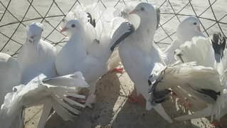 Laka Pigeon Pair For Sale