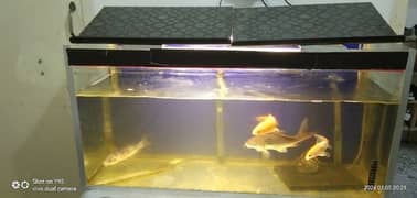 Fish Tank with 4 long Golden Fish