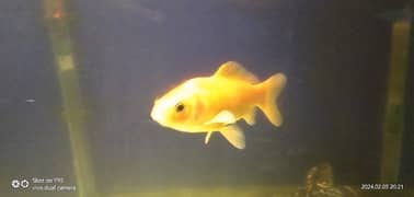 Fish Tank with 4 long Golden Fish