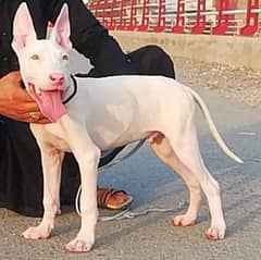 Kohati sales bull terrier