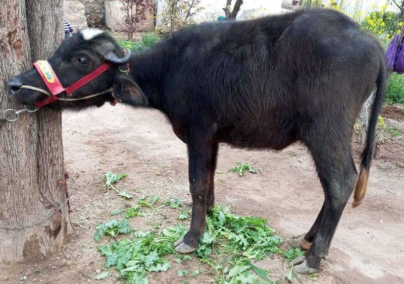 Buffalo Femal Calf (Katti) For sell 7