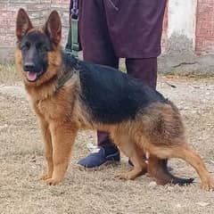 German Shepherd dog Female For Sale  available
