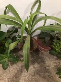 outdoor indoor plants 0