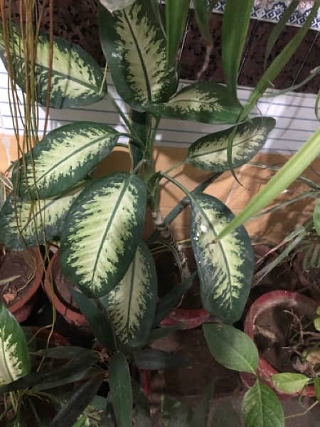 outdoor indoor plants 2