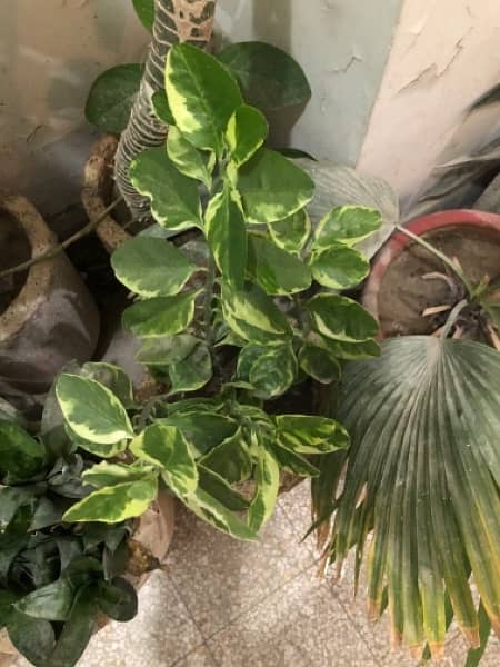 outdoor indoor plants 6