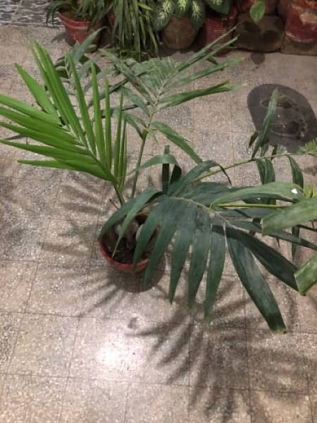 outdoor indoor plants 8