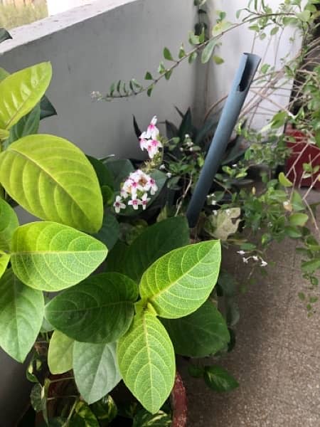 outdoor indoor plants 10