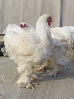brahma imported hen pairs