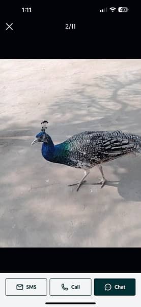 peacock male 1 year pathy 1