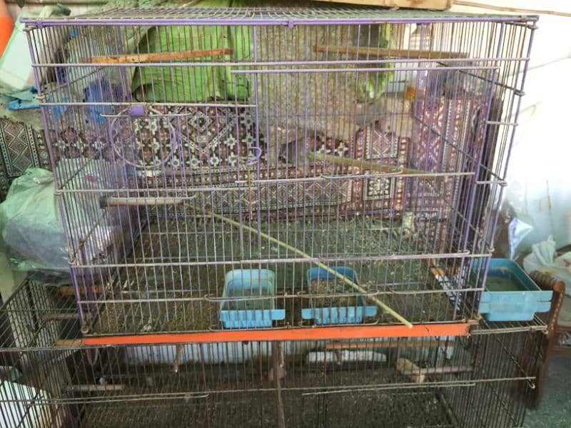 loot sale of birds piggne  cage in purple colour 1