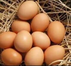 100% organic and fertile dasi eggs available. 0