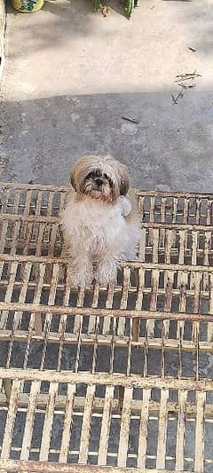 shih tzu female dog 0.3. 1.8. 0.8. 3.19. 15