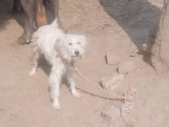 Poodle female doge for saleq