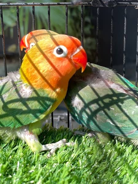 Love Birds / Fisher / Oplines / Palefallows birds Parrots for sale 0