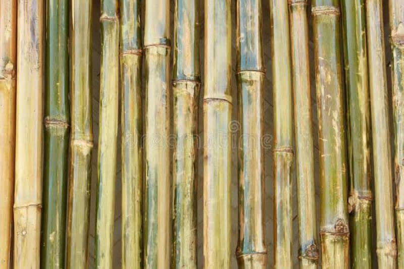 Bamboo Hut (0307-3355777) 7