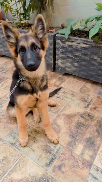 Double coat hotsell gsd dog