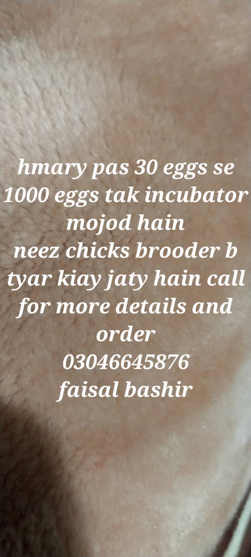 Egg incubator 9