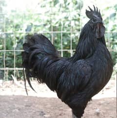 Ayam cemani Males & chicks available 0