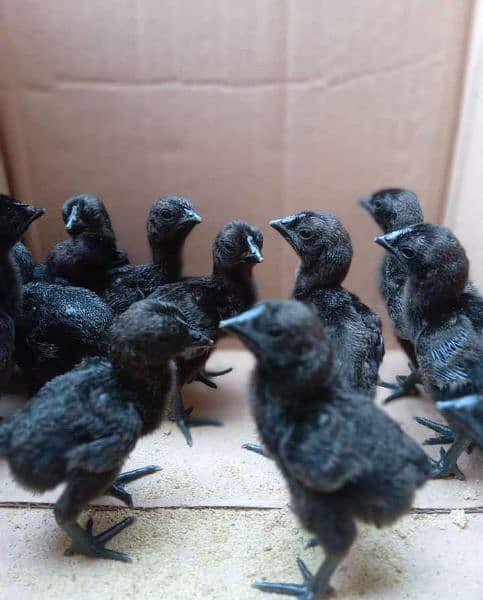 Ayam cemani Males & chicks available 1