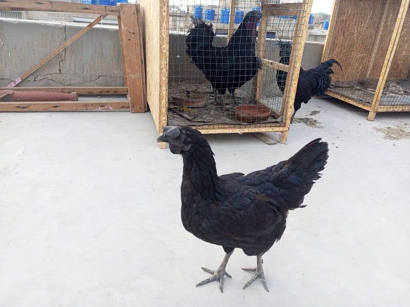 Ayam cemani Males & chicks available 2