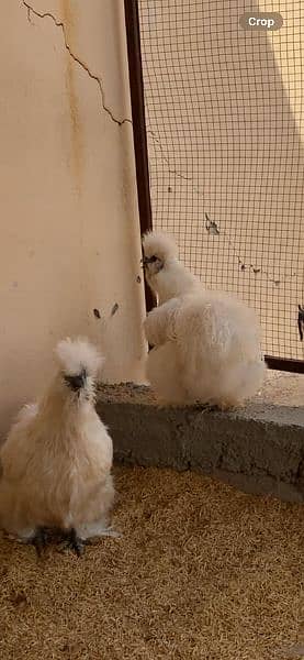 Ayam cemani Males & chicks available 3