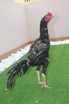 Sindhi Aseel long height Male for sale