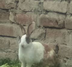 caut rabbit for sale