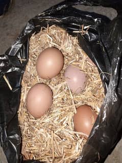 lohman brwn egg sale 1 dozen 450  03491513414 whatap