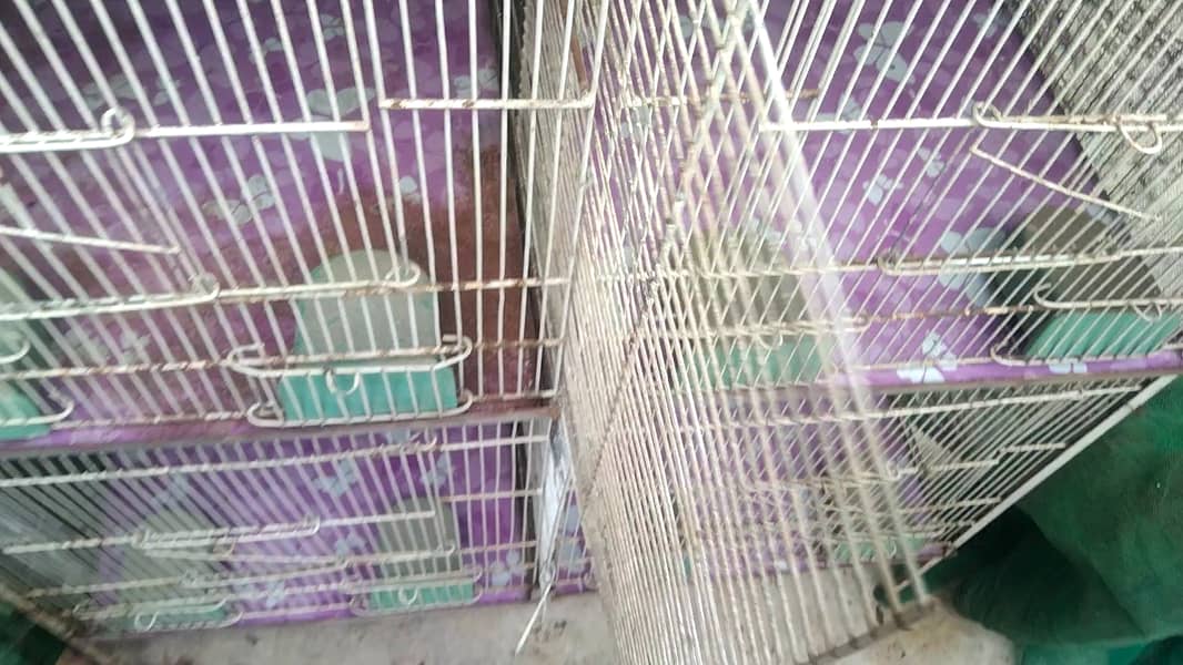 Urgent Sell - 5 Portion Cage Love Birds  / Coctail / Bajri / Ringneck 1