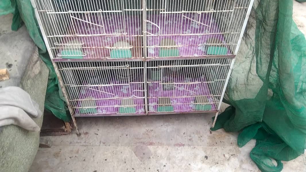 Urgent Sell - 5 Portion Cage Love Birds  / Coctail / Bajri / Ringneck 4