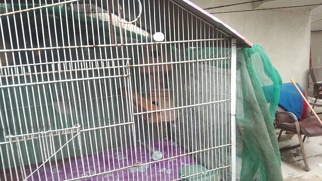 Urgent Sell - 5 Portion Cage Love Birds  / Coctail / Bajri / Ringneck 9